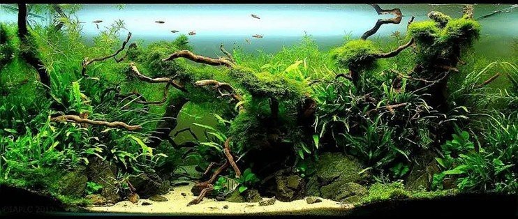 觀賞魚缸圖片大全 觀賞魚缸圖片大全 龍魚論壇 第26張