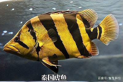 虎三紋四紋虎魚(yú)苗簡(jiǎn)介