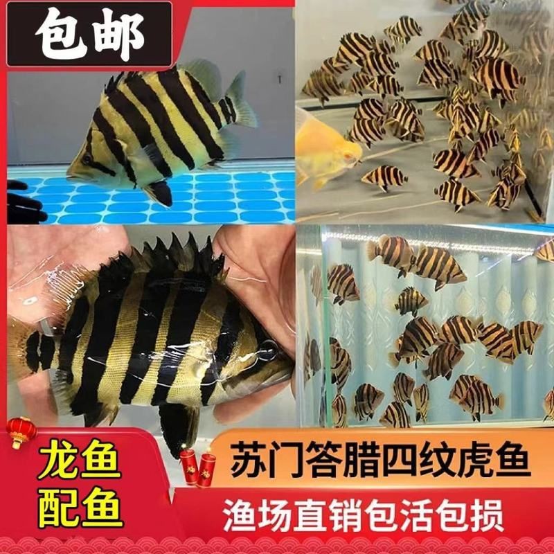 虎三紋四紋虎魚(yú)苗簡(jiǎn)介