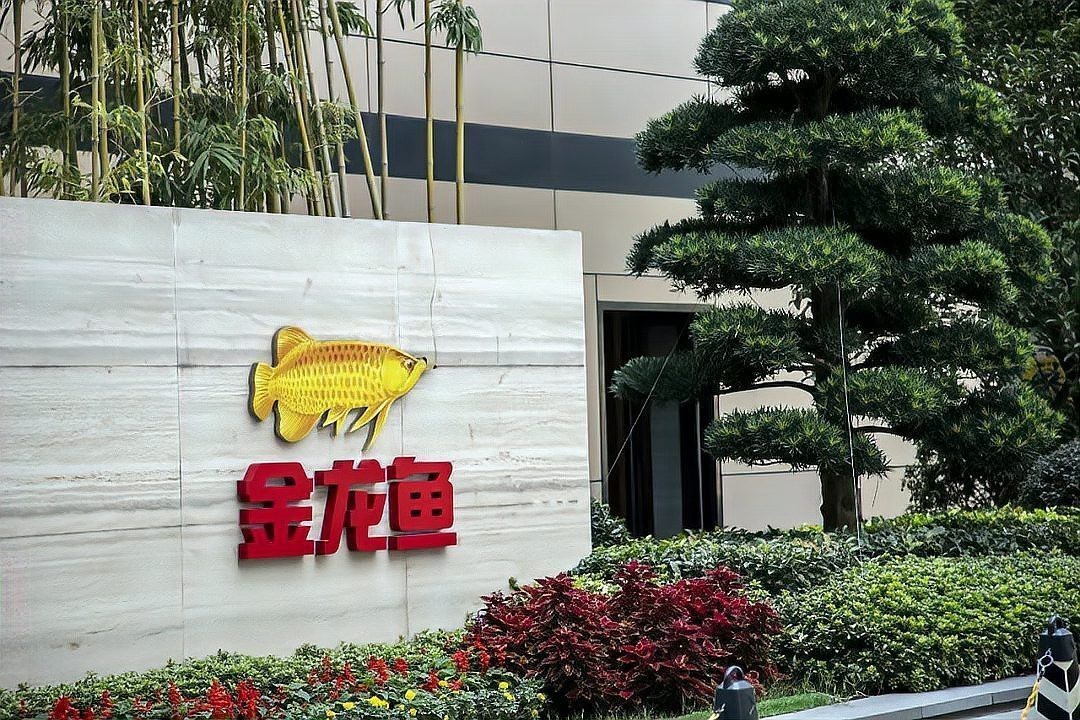 金龍魚自查結果如何？