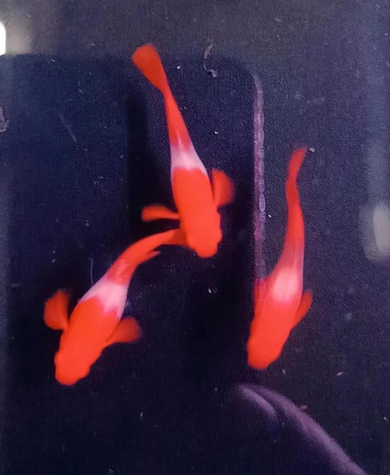 紅兔毛鴻運當頭魚