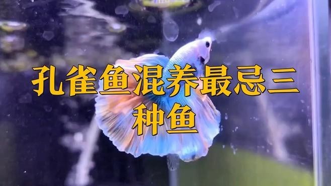 龍魚可以和孔雀魚養嗎