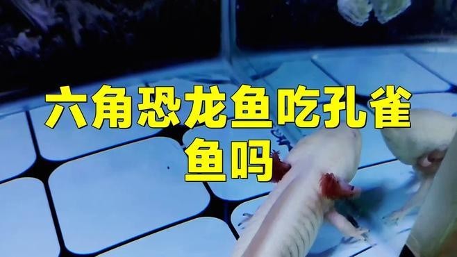 龍魚可以和孔雀魚養嗎