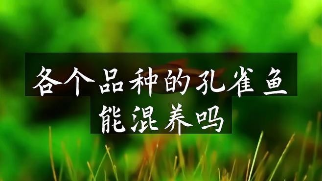 龍魚可以和孔雀魚養嗎