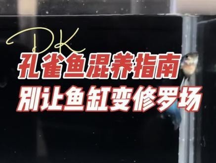 龍魚可以和孔雀魚養嗎