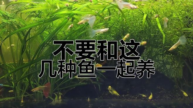 龍魚可以和孔雀魚養嗎