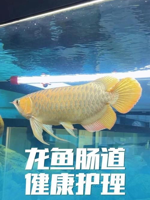 紅龍魚圖片壁紙