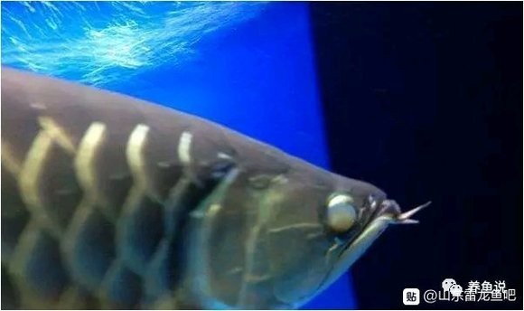 雷龍魚(yú)內(nèi)蒙和外蒙的區(qū)別