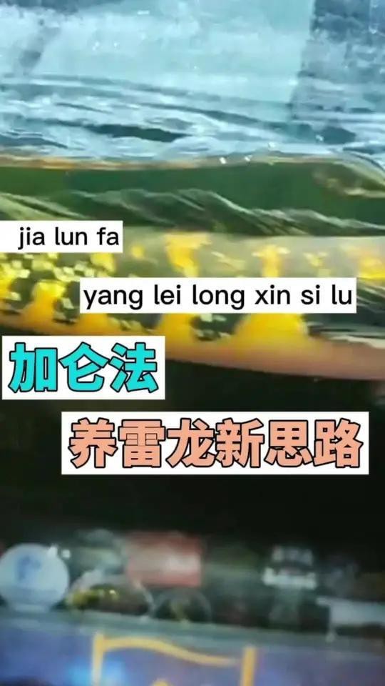 如何檢測帝王龍魚的水質？