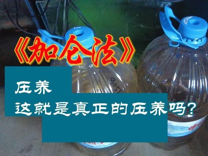 如何檢測帝王龍魚的水質？