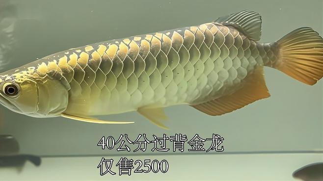 40公分金龍魚的價(jià)格是多少？ 40公分金龍魚的價(jià)格是多少？ 龍魚百科 第1張
