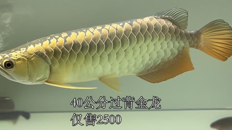 40公分金龍魚的價(jià)格是多少？ 40公分金龍魚的價(jià)格是多少？ 龍魚百科 第8張