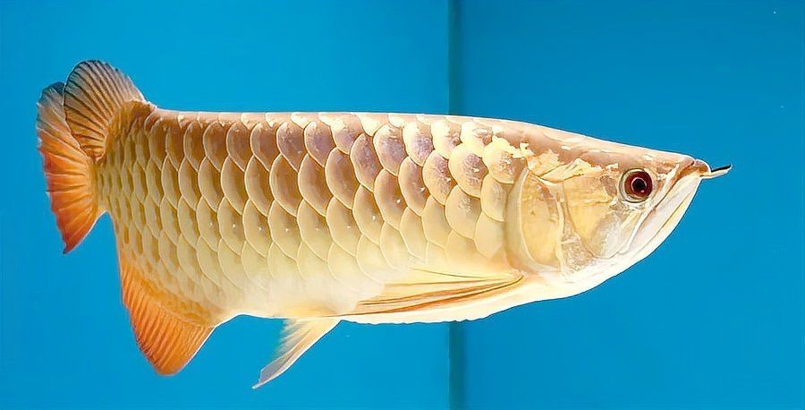 紅龍魚眼睛