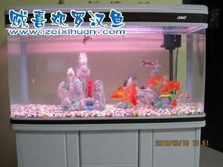 銀龍魚有野生的嗎（銀龍魚有野生的嗎圖片）