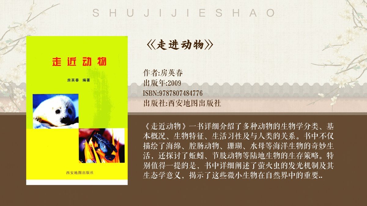 鯊魚有幾個腳的圖片