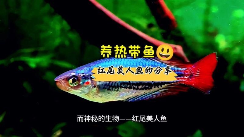 紅尾美人魚兇嗎
