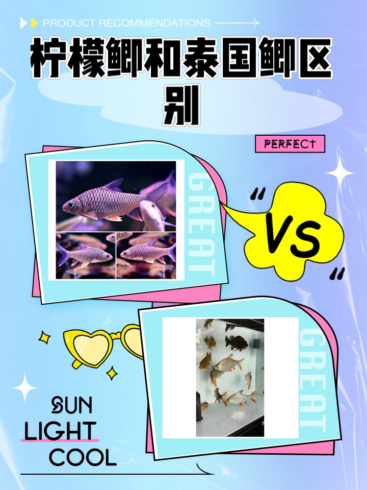檸檬鯽和泰國鯽哪個更健康
