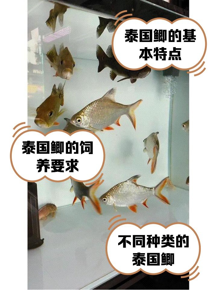 檸檬鯽和泰國鯽哪個更健康