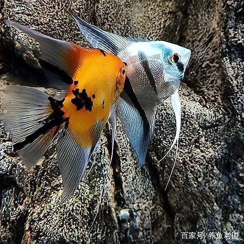 龍魚(yú)多久會(huì)適應(yīng)新環(huán)境？