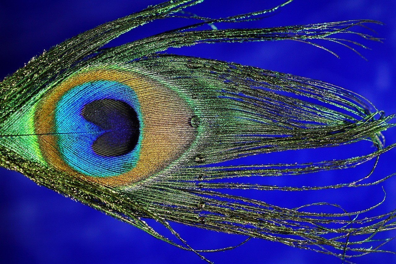 龍魚掉眼能自然恢復(fù)嗎？