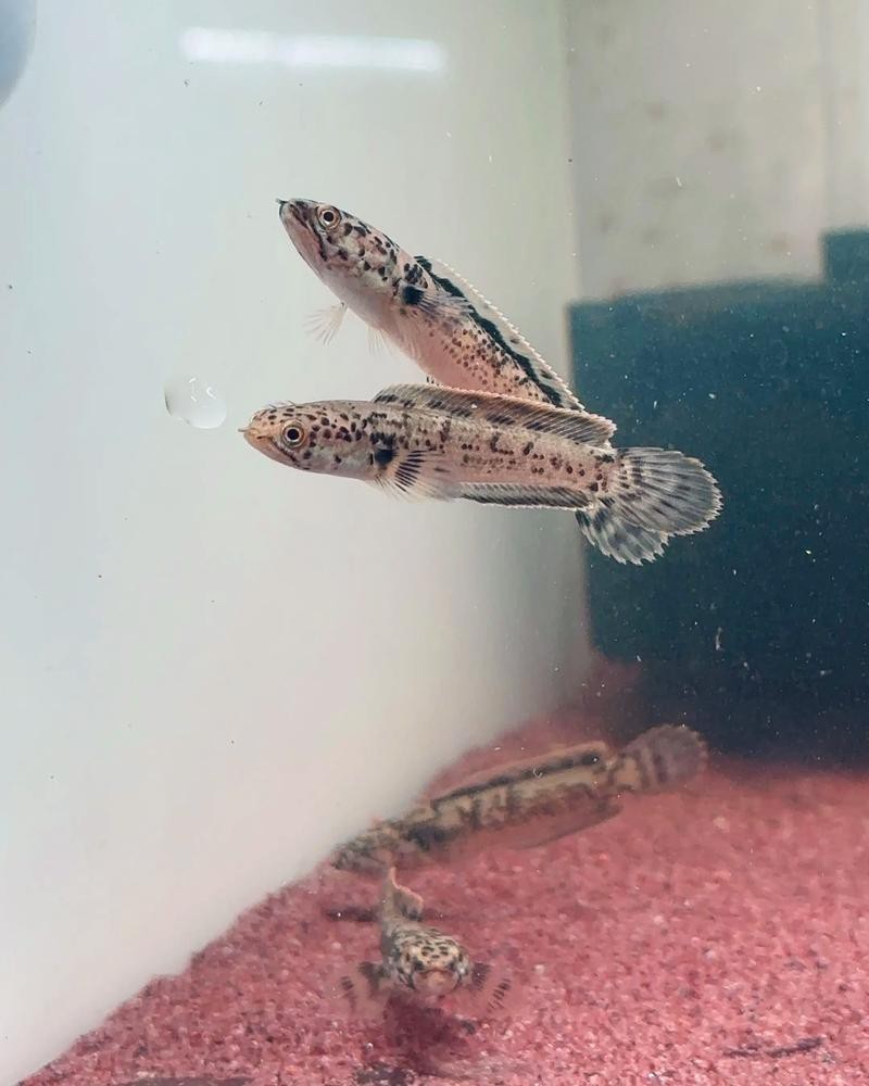 野生雷龍魚苗 野生雷龍魚苗 龍魚百科 第5張