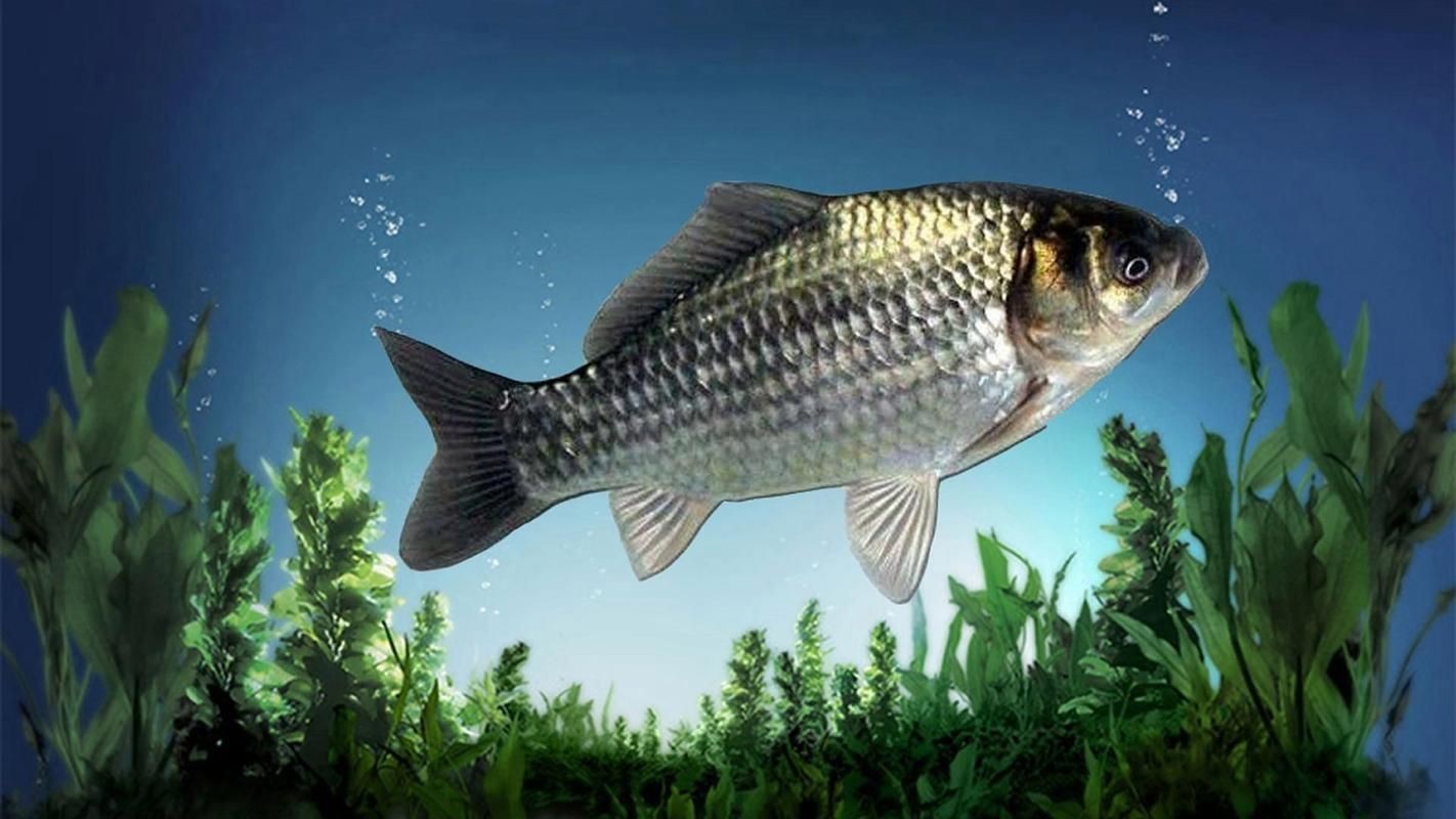 鯽魚圖片100張