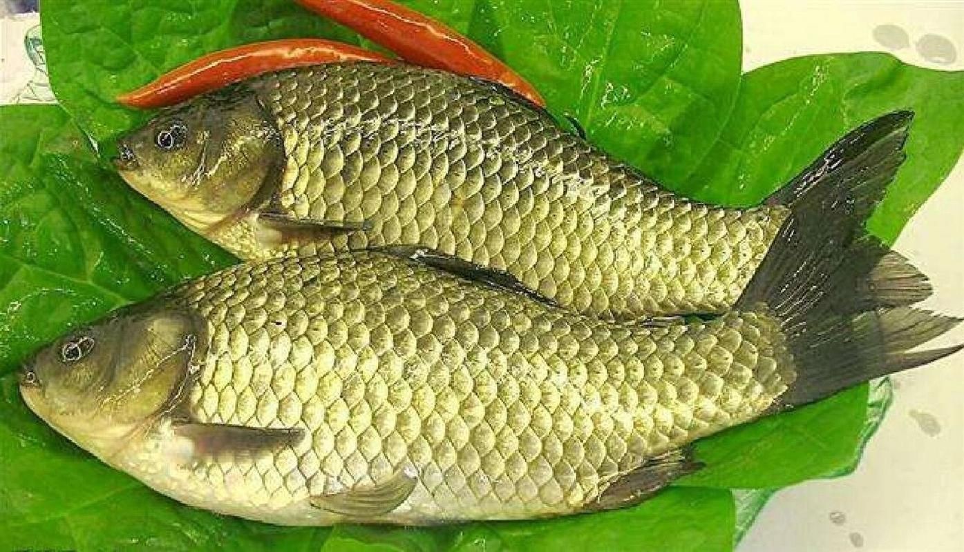 鯽魚圖片100張