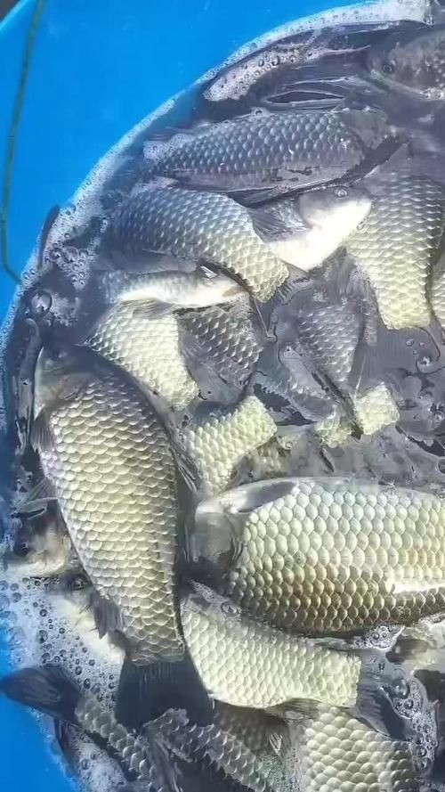 鯽魚圖片100張
