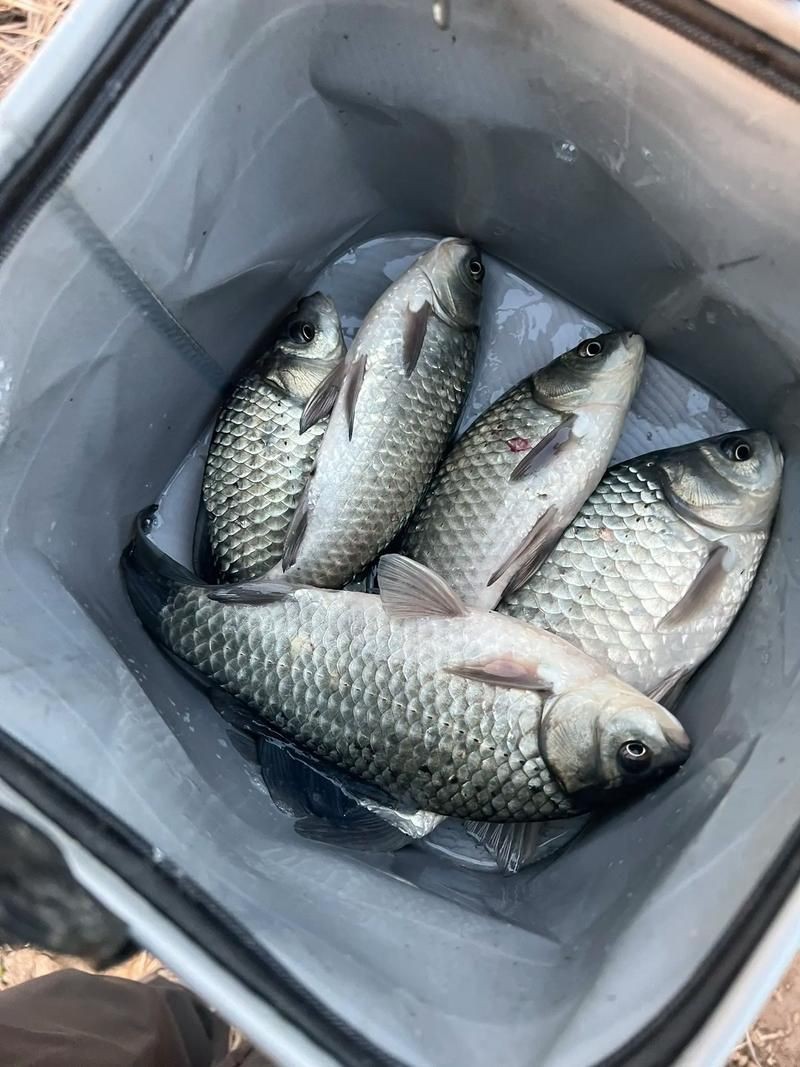 鯽魚圖片100張