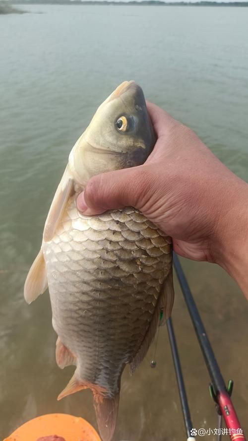 鯽魚圖片100張