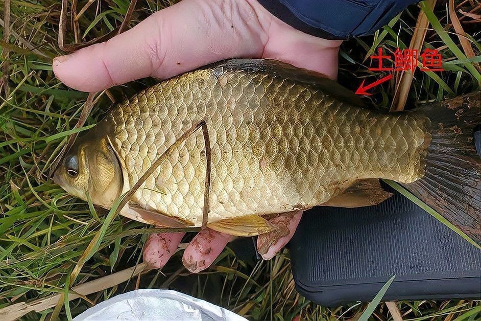 鯽魚圖片100張