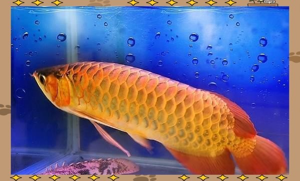 金龍魚是淡水魚還是海水魚圖片