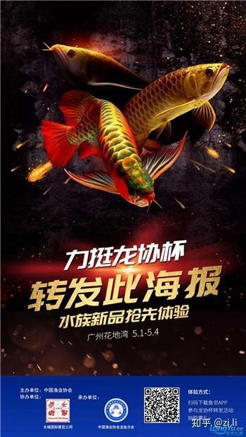恢復(fù)期龍魚應(yīng)該如何喂食？