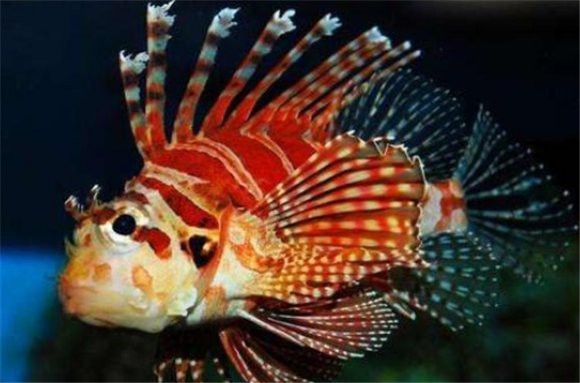 獅子魚價格多少一斤
