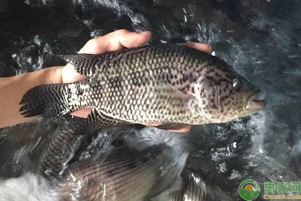 花斑魚和鱸魚哪個好