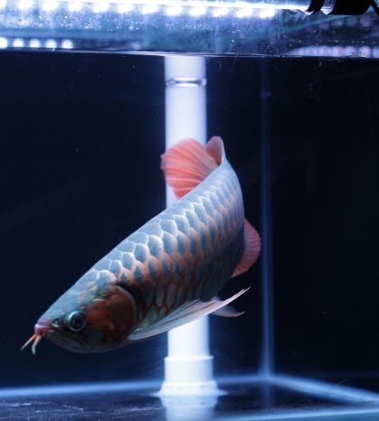 印尼紅龍魚好養嗎