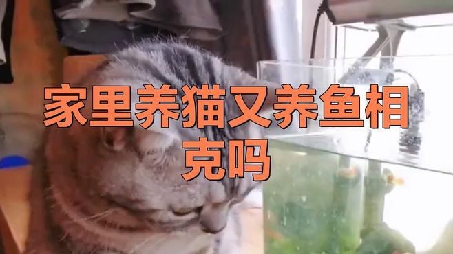 家里養(yǎng)魚能一起養(yǎng)貓嗎