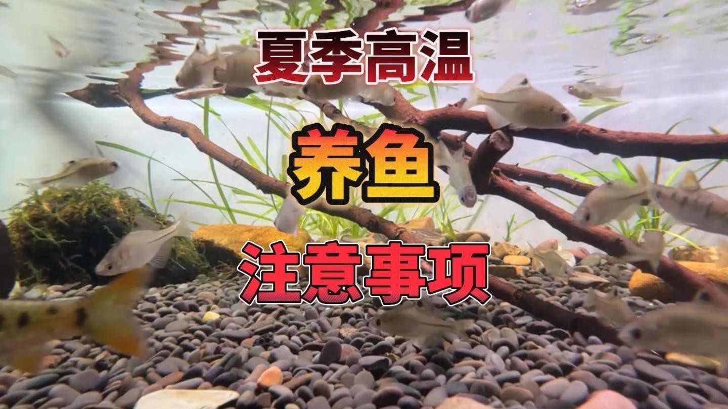 家里養(yǎng)魚能一起養(yǎng)貓嗎