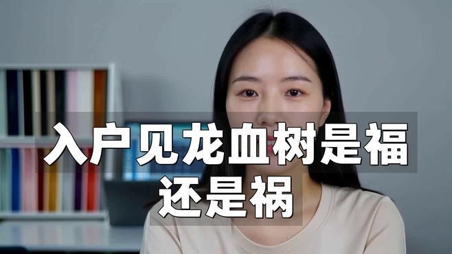 龍血樹適合放在哪個位置？