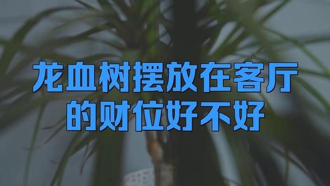 龍血樹適合放在哪個位置？