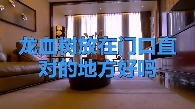 龍血樹適合放在哪個位置？