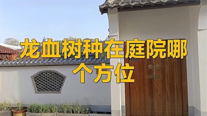 龍血樹適合放在哪個位置？