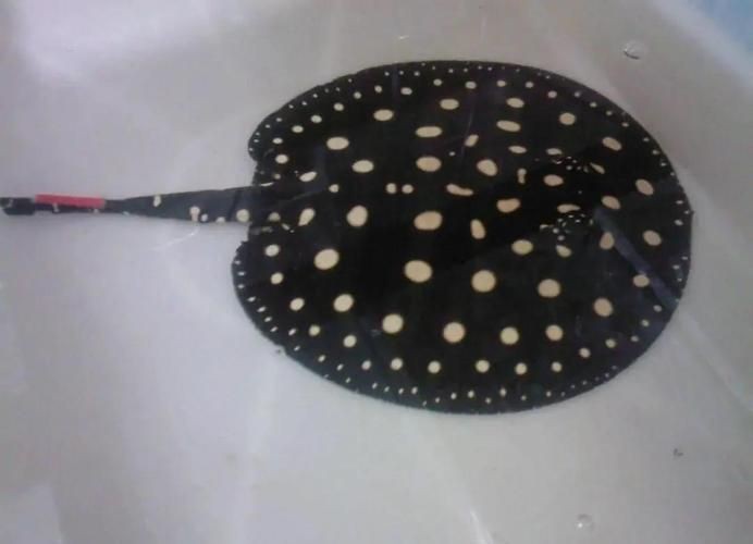魟魚品種圖片大全