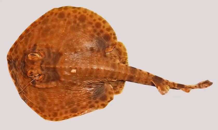 魟魚品種圖片大全