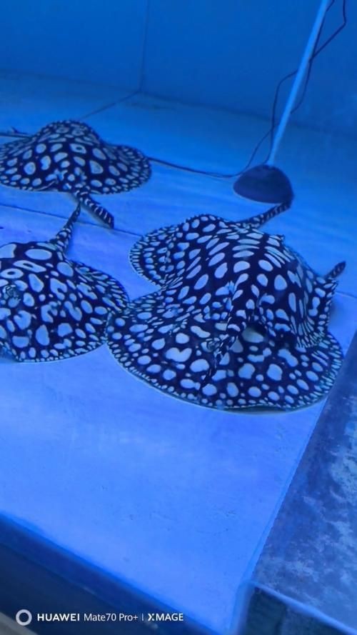 魟魚品種圖片大全