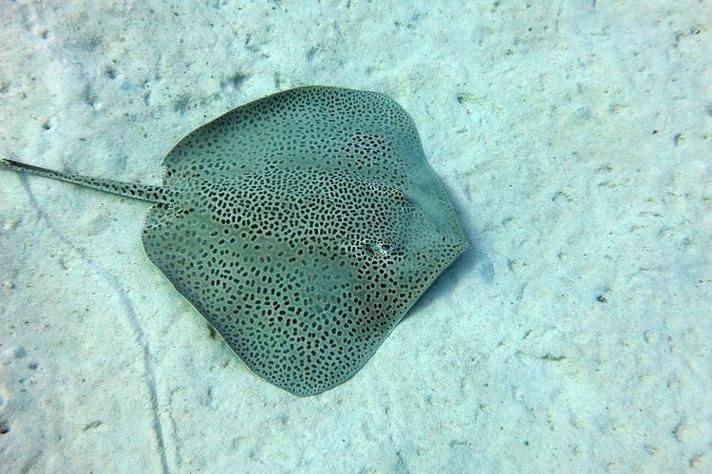 魟魚品種圖片大全