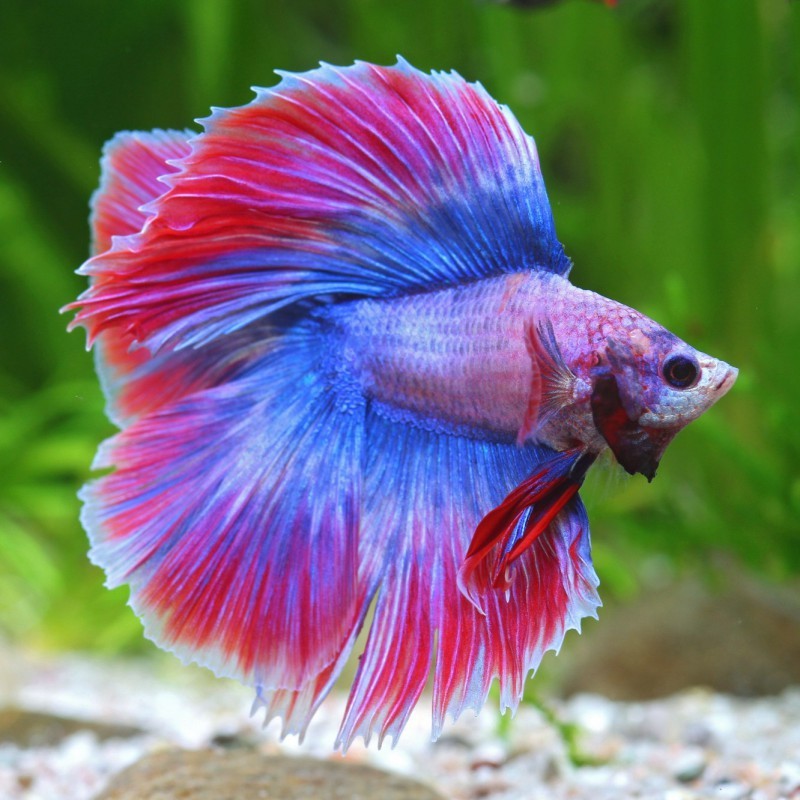 斗魚是什么魚