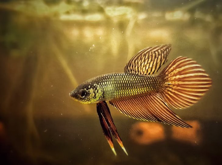 斗魚是什么魚