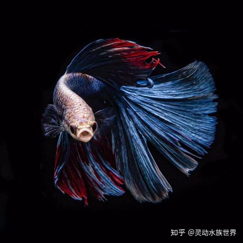 斗魚是什么魚