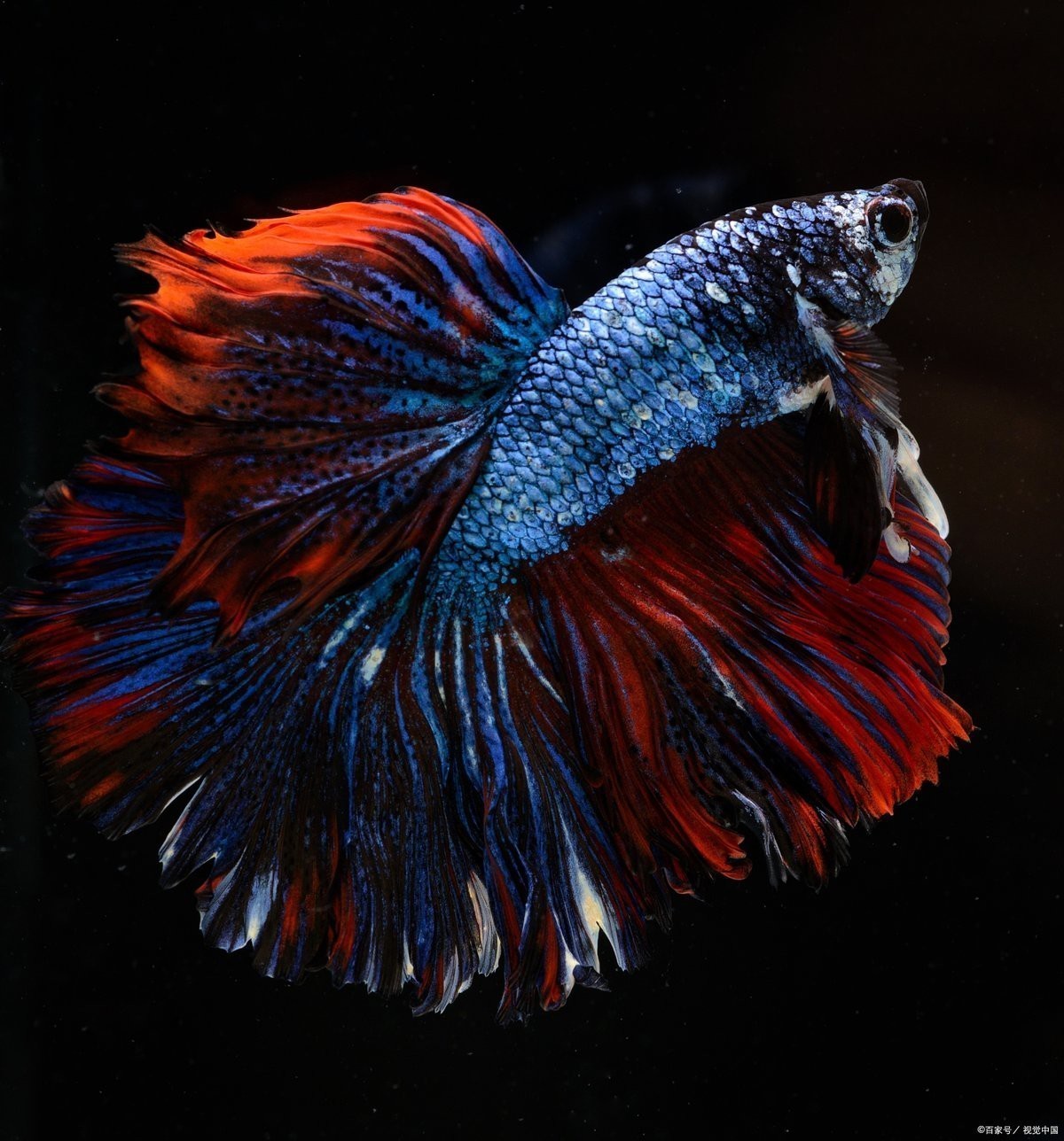 斗魚是什么魚
